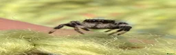 Spiders invertebrates for sale: Unsexed i5/i6 Jumping spider Florida Everglades  - Advert 1