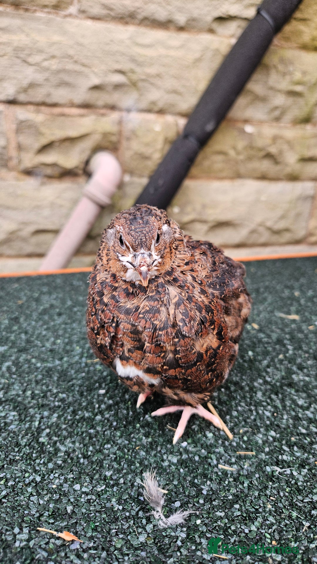 Quail poultry for sale: Japanese Quail – Young Birds Available - Advert 4