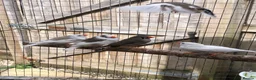 Finches birds for sale: Young zebra finches for sale - Advert 4