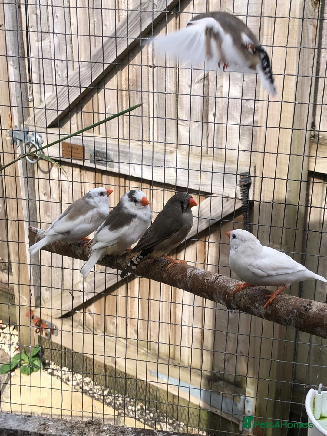 Finches birds for sale: Young zebra finches for sale - Advert 4