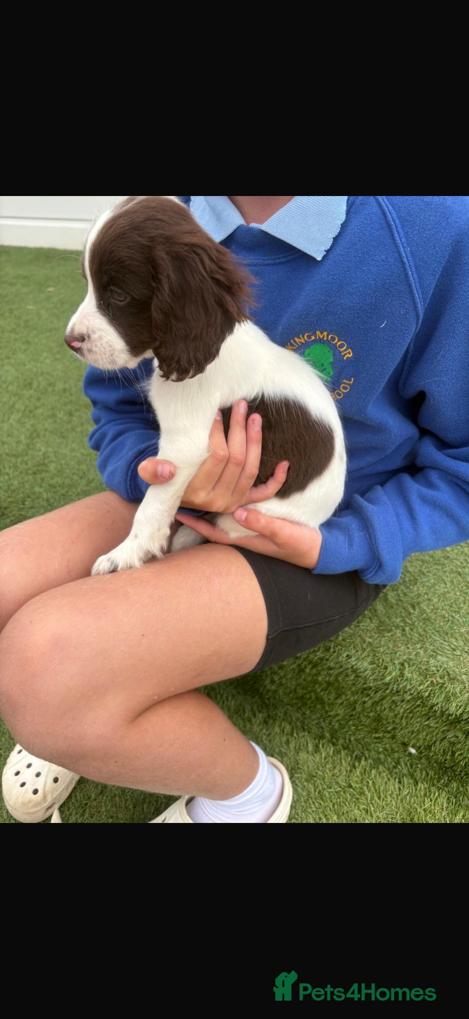 Cocker Spaniel dogs Ready to go Cockerspaniel puppies 2girls  - Advert 7