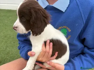 Cocker Spaniel dogs Ready to go Cockerspaniel puppies 2girls - Advert 13