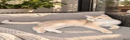 British Shorthair cats for sale: British Chinchilla active for breeding ready to go - Advert 2