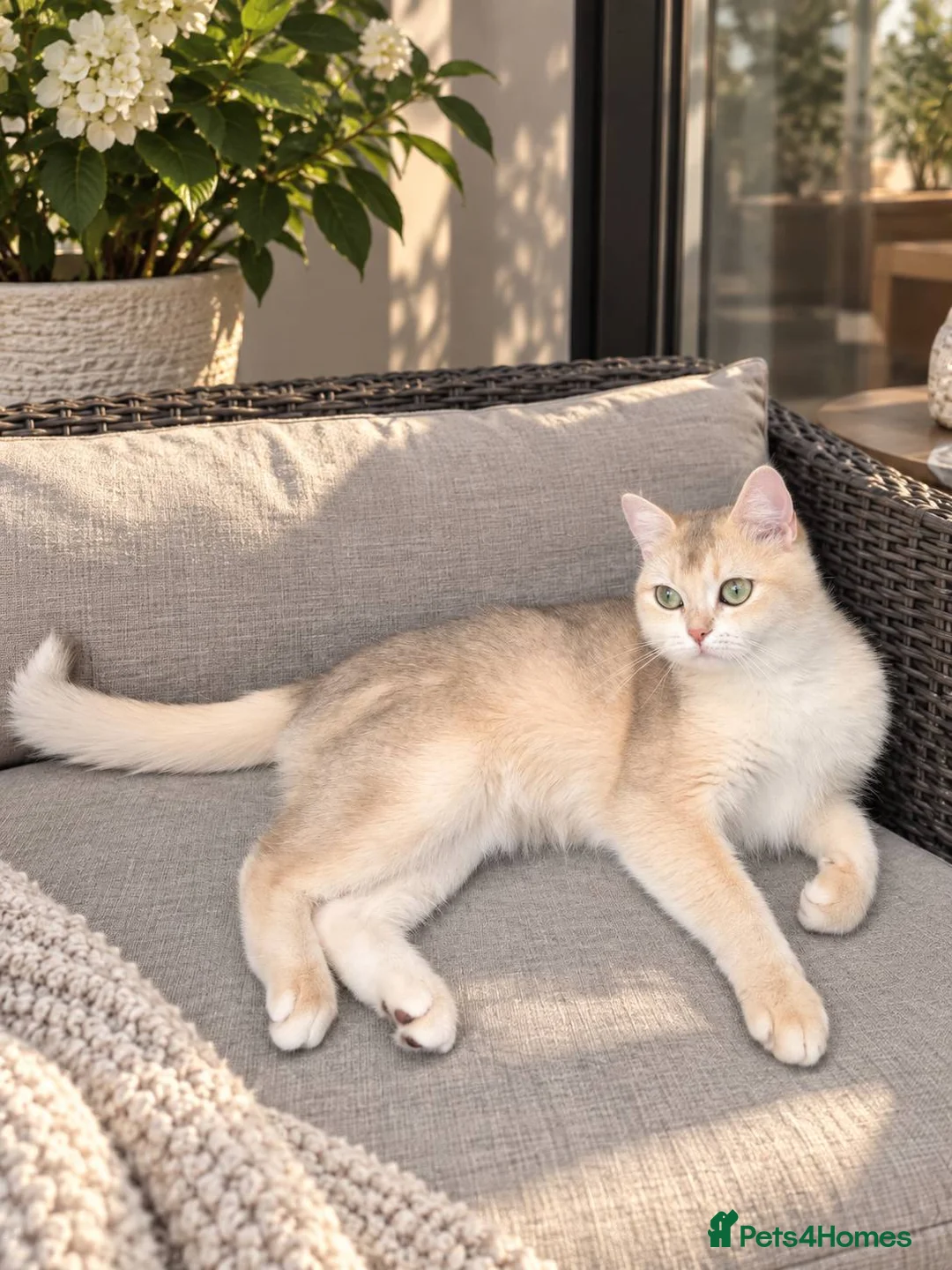 British Shorthair cats for sale: British Chinchilla active for breeding ready to go - Advert 2