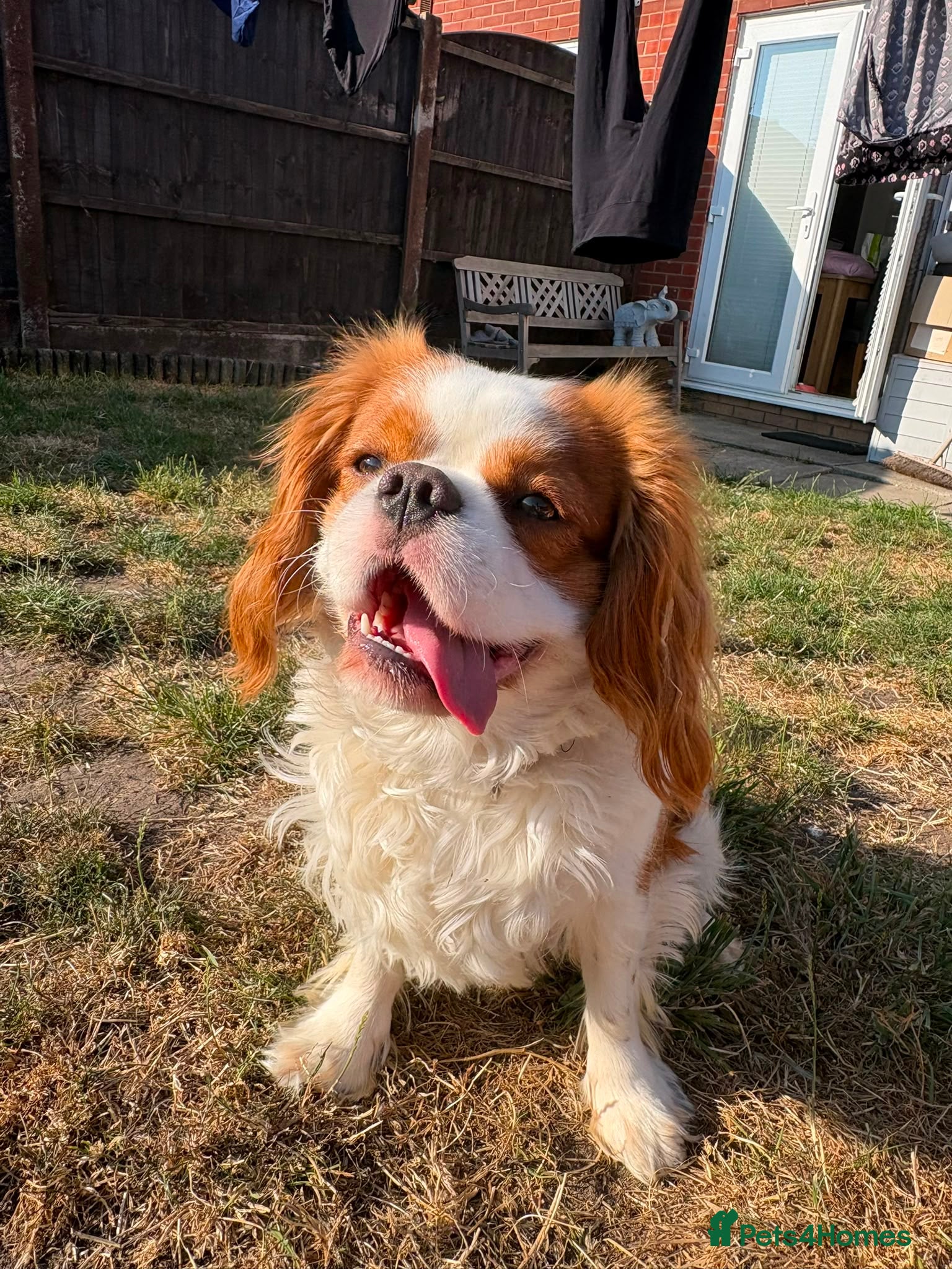 Cavalier King Charles Spaniel dogs Cavalier King Charles Spaniel available for Stud - Advert 2
