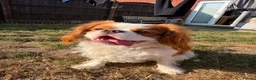 Cavalier King Charles Spaniel dogs for stud: Cavalier King Charles Spaniel available for Stud - Advert 2