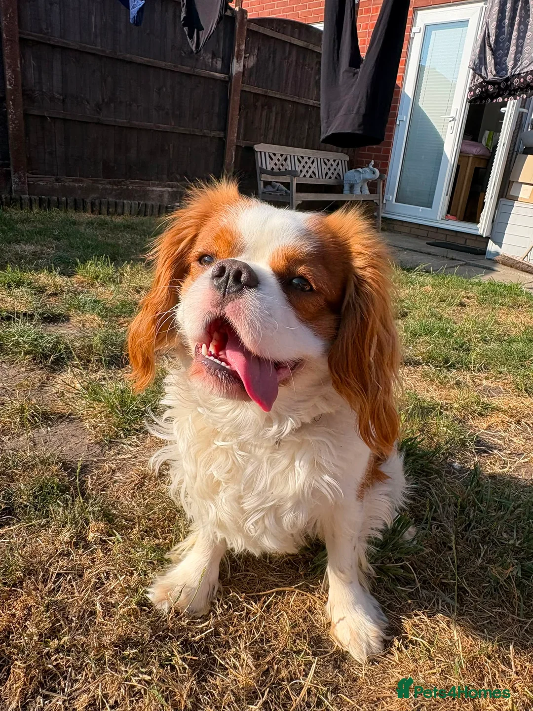 Cavalier King Charles Spaniel dogs for stud: Cavalier King Charles Spaniel available for Stud - Advert 2