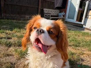 Cavalier King Charles Spaniel dogs Cavalier King Charles Spaniel available for Stud - Advert 2