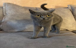 British Longhair cats for sale: British short hair x long hair kitten  - Image 5