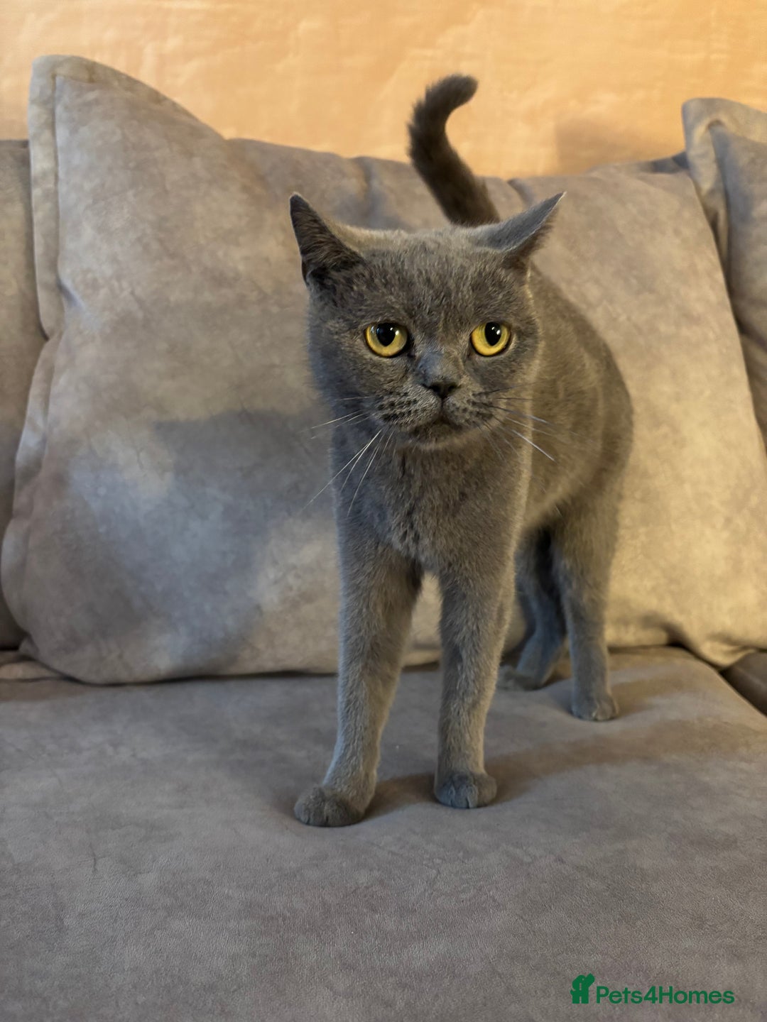 British Longhair cats for sale: British short hair x long hair kitten  - Image 5