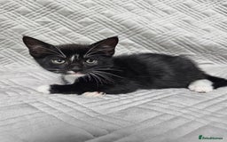 Mixed Breed cats for sale: Kittens for sale - Image 1
