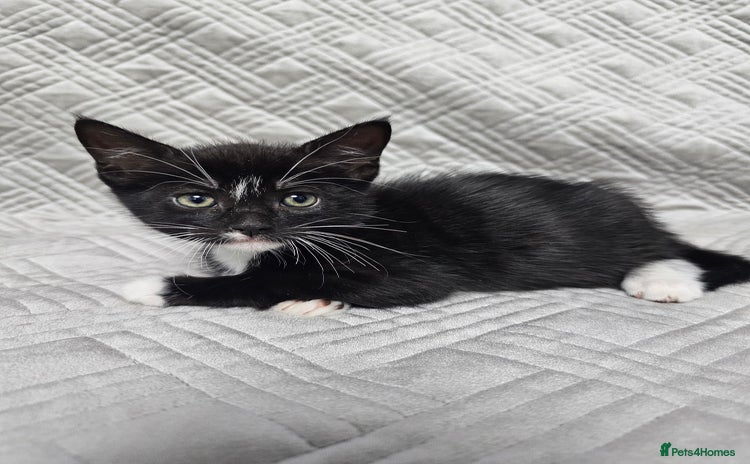 Mixed Breed cats - Advert 2