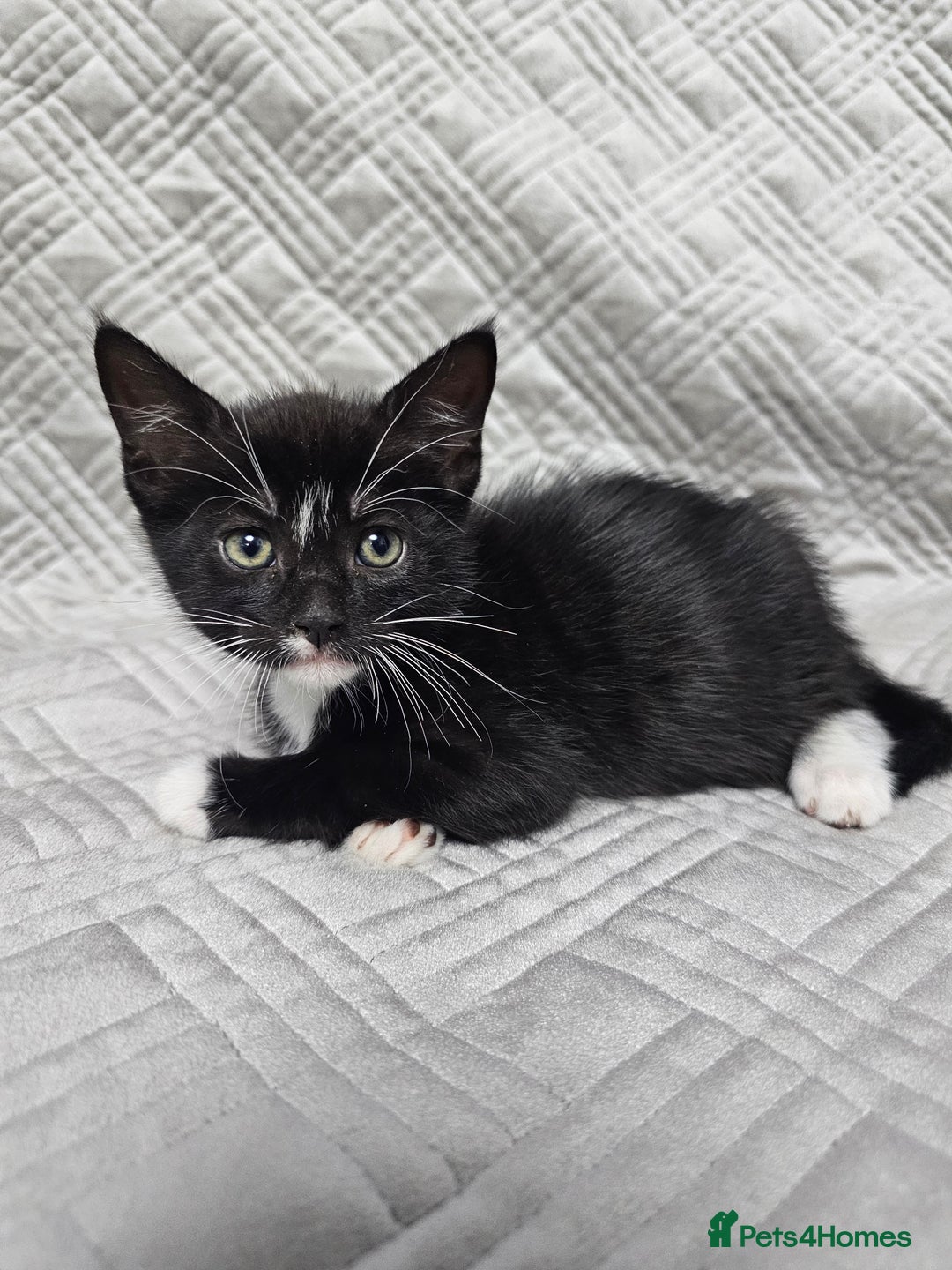 Mixed Breed cats for sale: Kittens for sale - Image 1