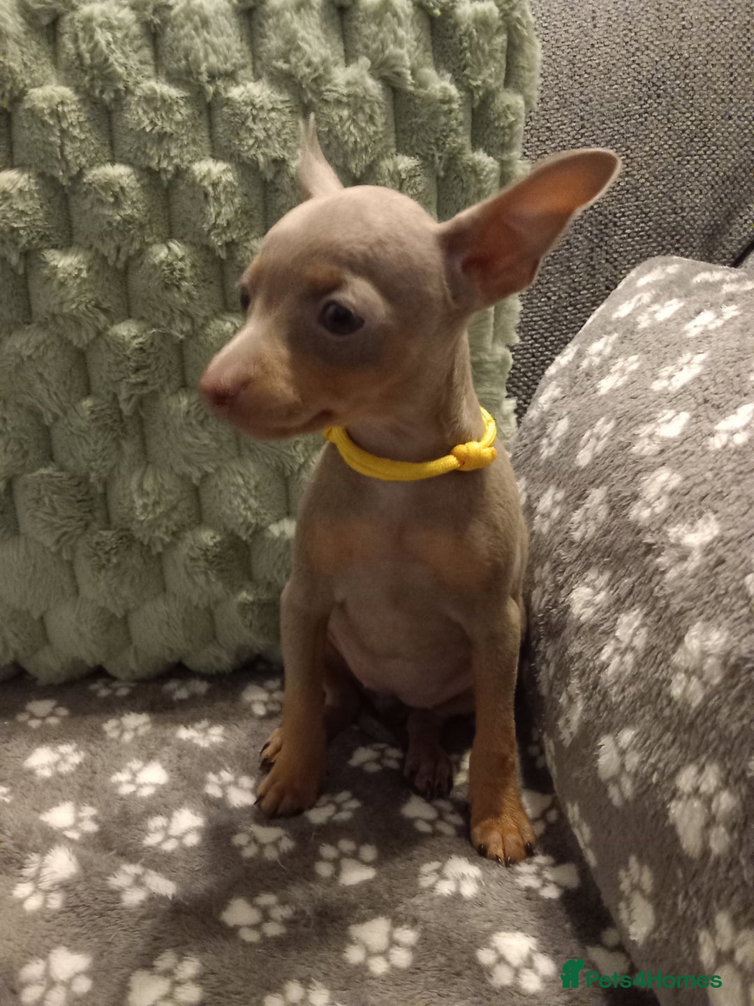 Miniature Pinscher dogs for sale: KC Reg Mini Pins, 2 remaining (READY TO LEAVE NOW) - Advert 20