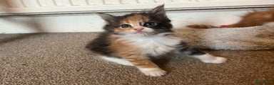 Maine Coon Kitten 3 Hera