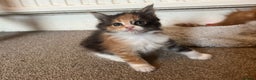 Maine Coon cats for sale: Beautiful Pedigree Main Coon Kittens - Advert 20