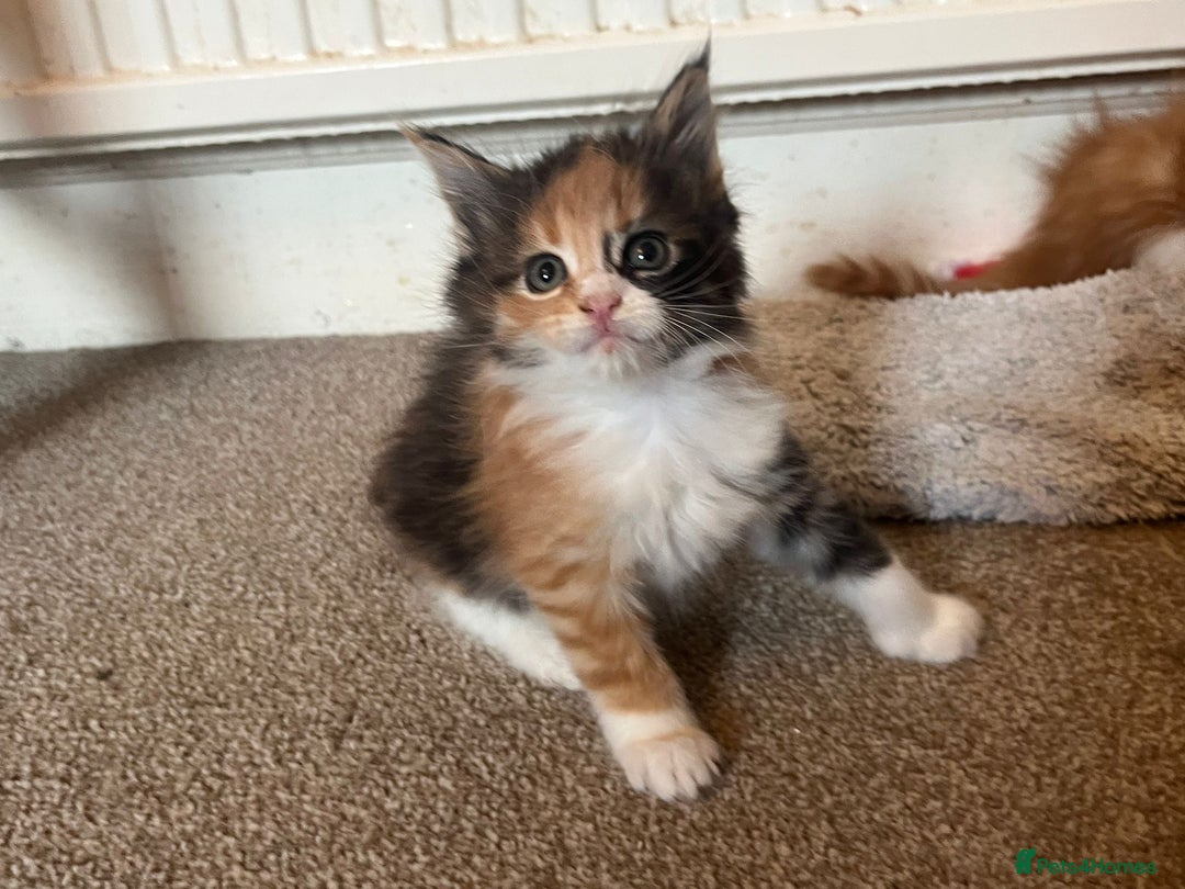 Maine Coon cats for sale: Beautiful Pedigree Main Coon Kittens - Advert 20