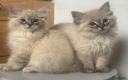 Ragdoll cats for sale: Champion bloodlines Ready for their loving homes - Image 2