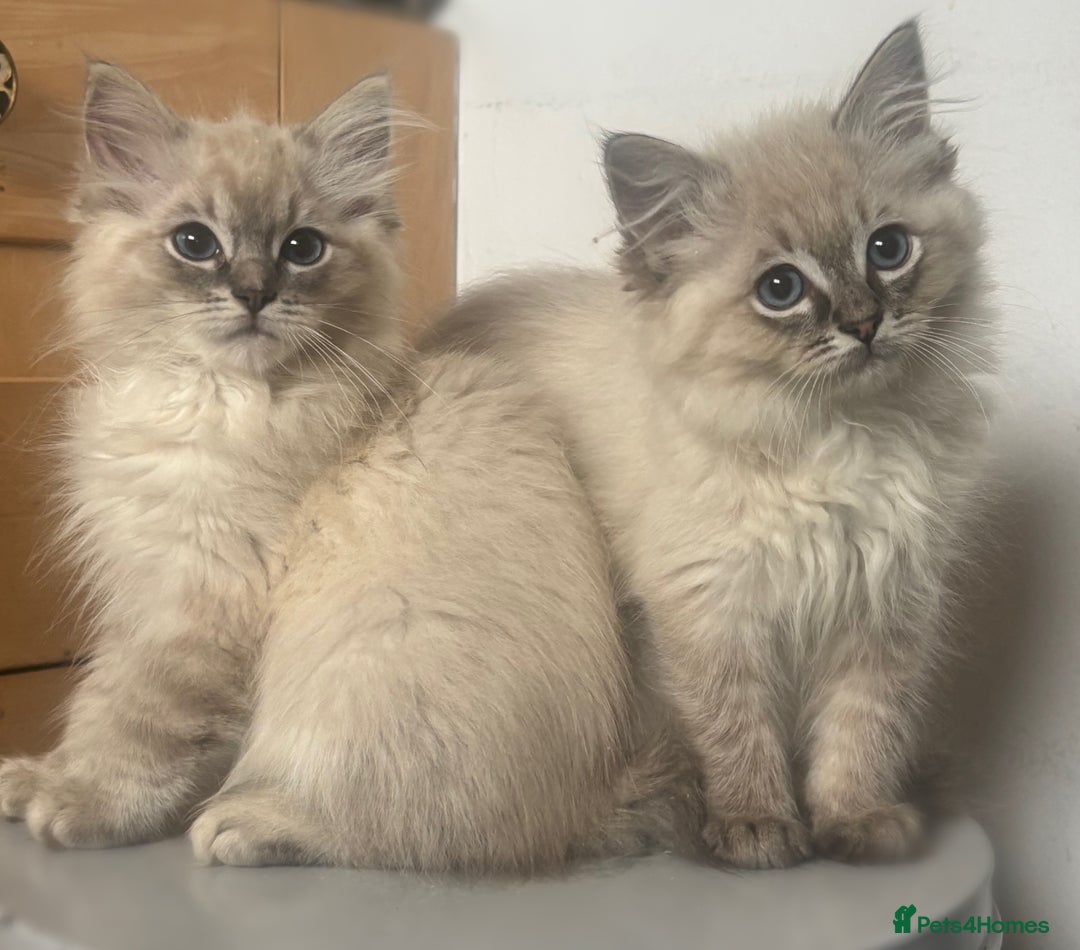 Ragdoll cats for sale: Champion bloodlines Ready for their loving homes - Image 2