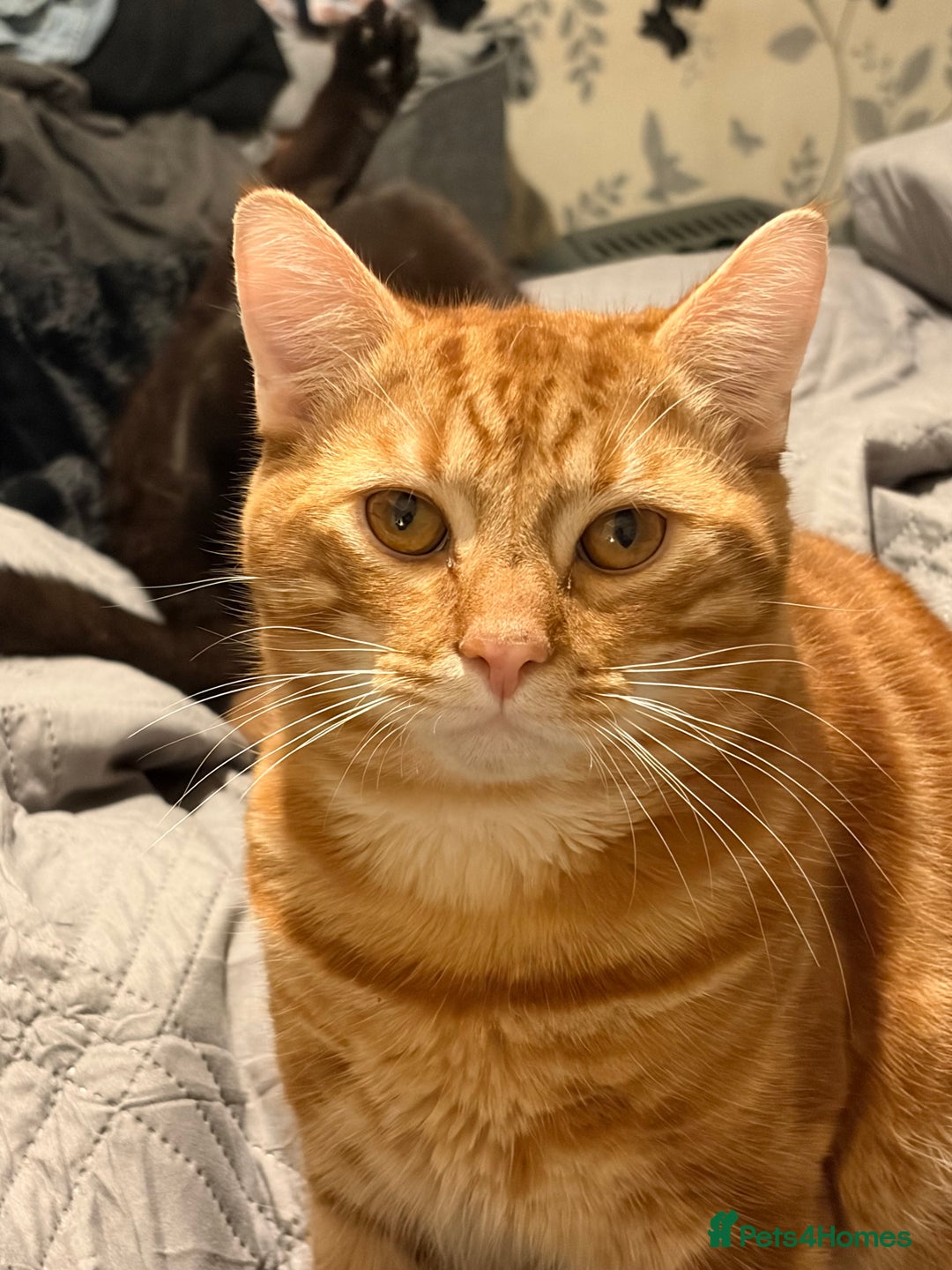 Mixed Breed cats for sale: Brothers £500 for both together  - Advert 3