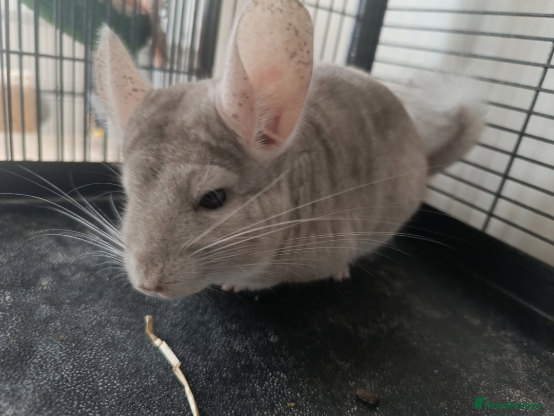 Chinchilla rodents for sale: Chinchillas for sale - Image 6