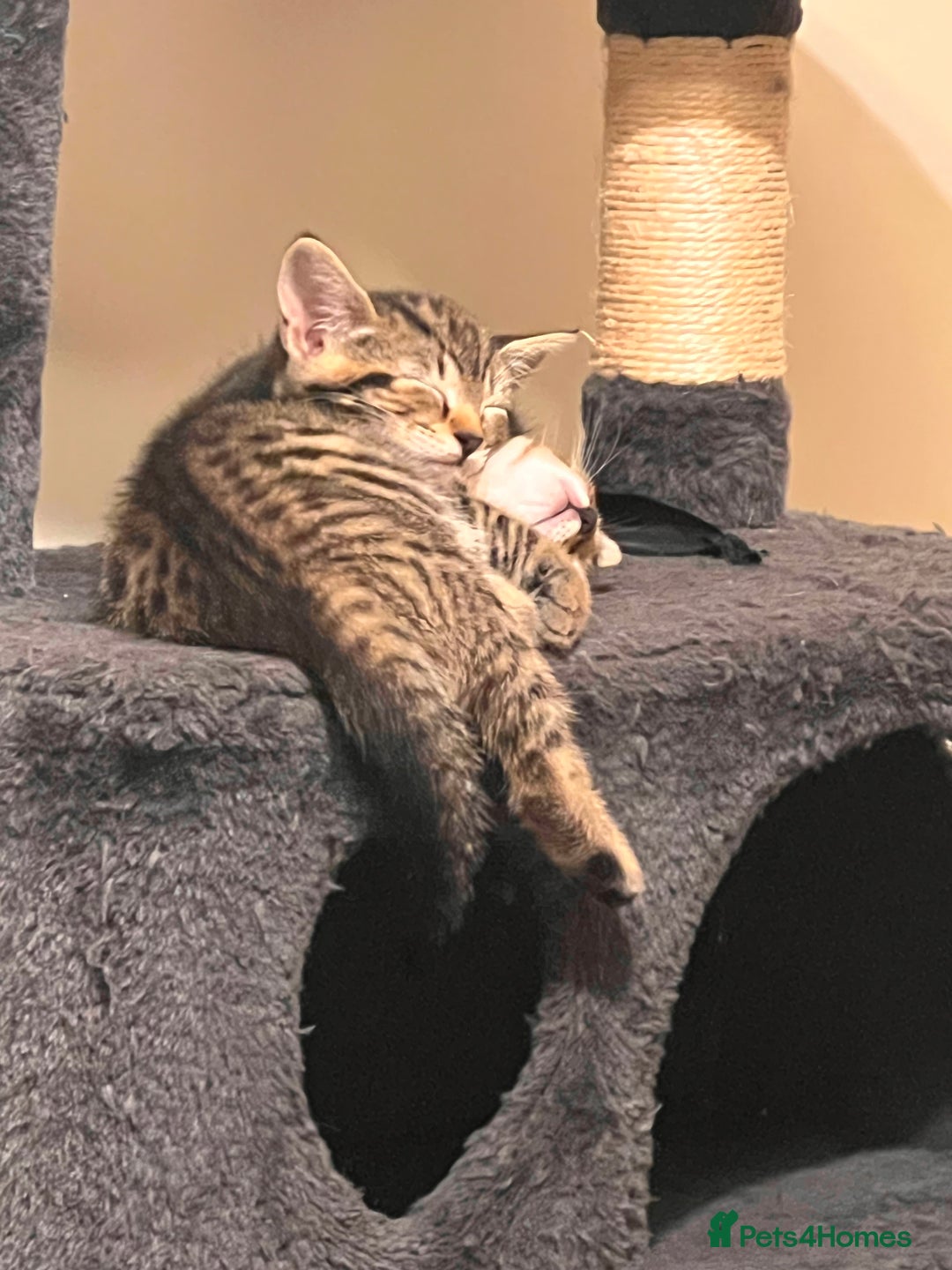 Toyger cats for sale: Adorable kitten  - Image 6