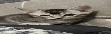 Grey boy 