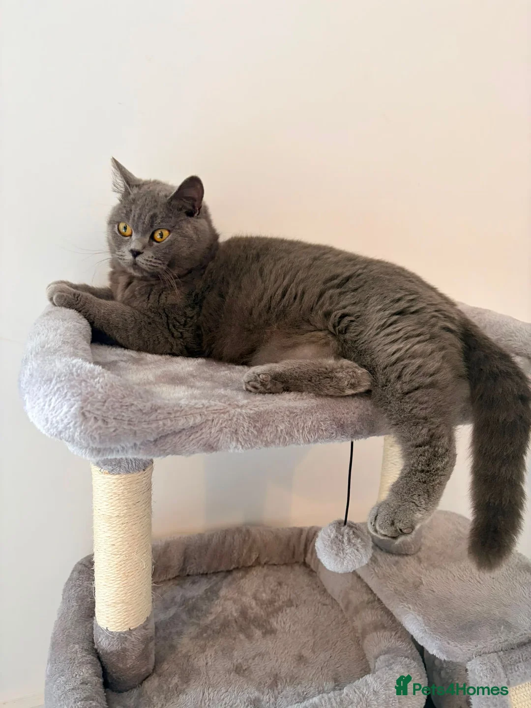 British Shorthair cats for sale: 💙2 gorgeous boys available 💙 - Advert 1