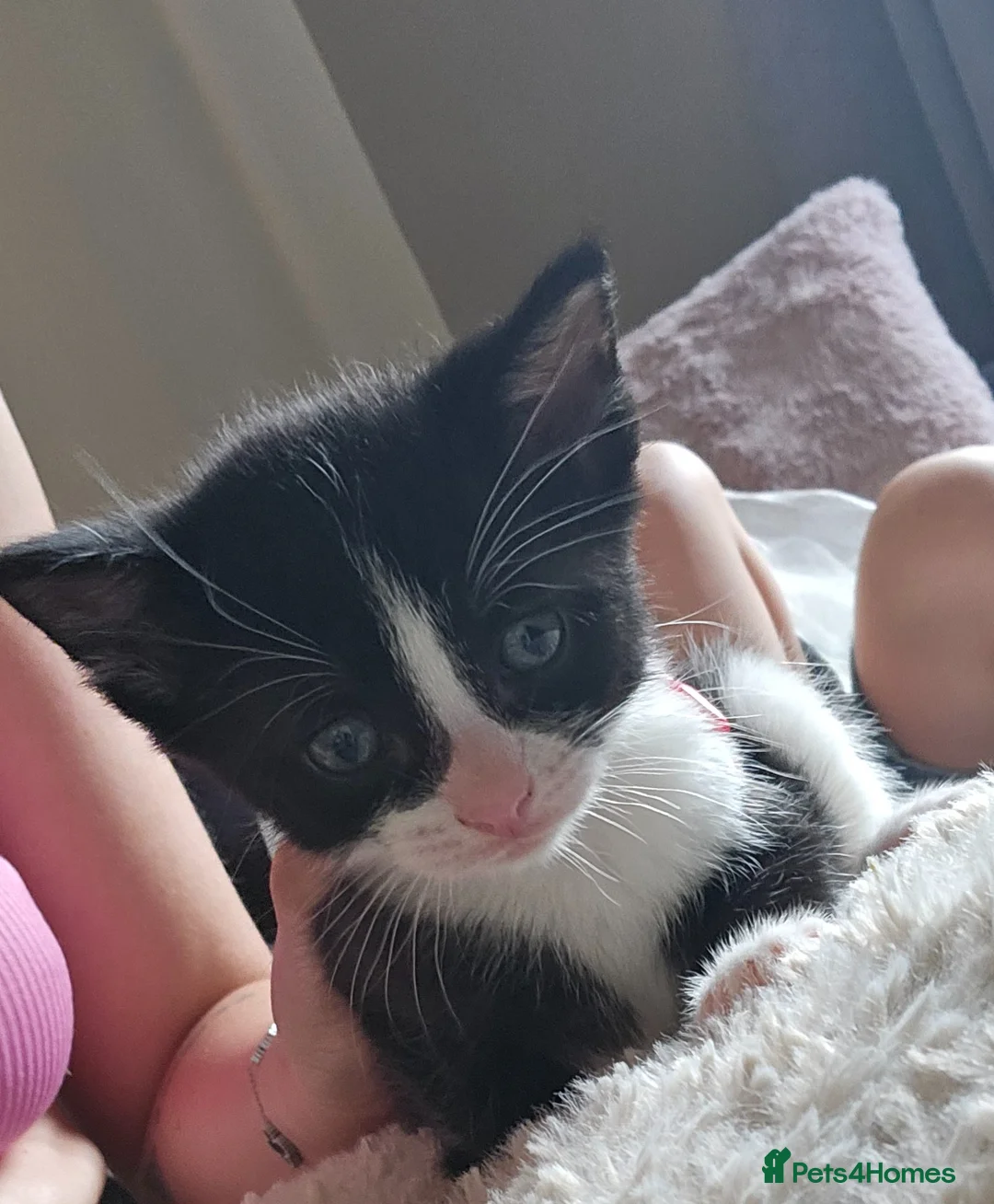 Mixed Breed cats for sale: Beautiful kittens for sale. 2 left ! in Salisbury - Advert 1