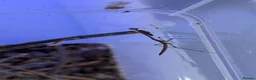 Praying Mantis invertebrates for sale: African Cat Eye Mantis & Horsehead Grasshoppers - Advert 2