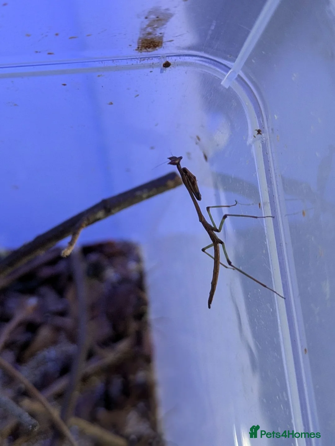 Praying Mantis invertebrates for sale: African Cat Eye Mantis & Horsehead Grasshoppers - Advert 2