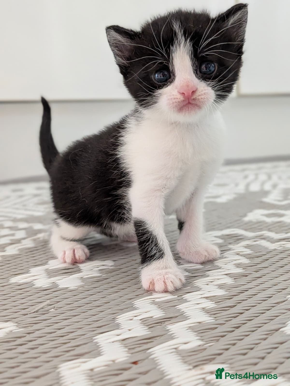 Mixed Breed cats Gorgeous Kittens - Advert 1