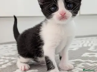 Mixed Breed cats Gorgeous Kittens - Advert 1