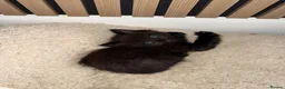Siberian cats for sale: 6 hypoallergenic Siberian kittens  in London - Advert 4