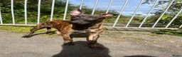 Belgian Shepherd Dog dogs for sale: Herder puppies x (working lines) - Advert 8