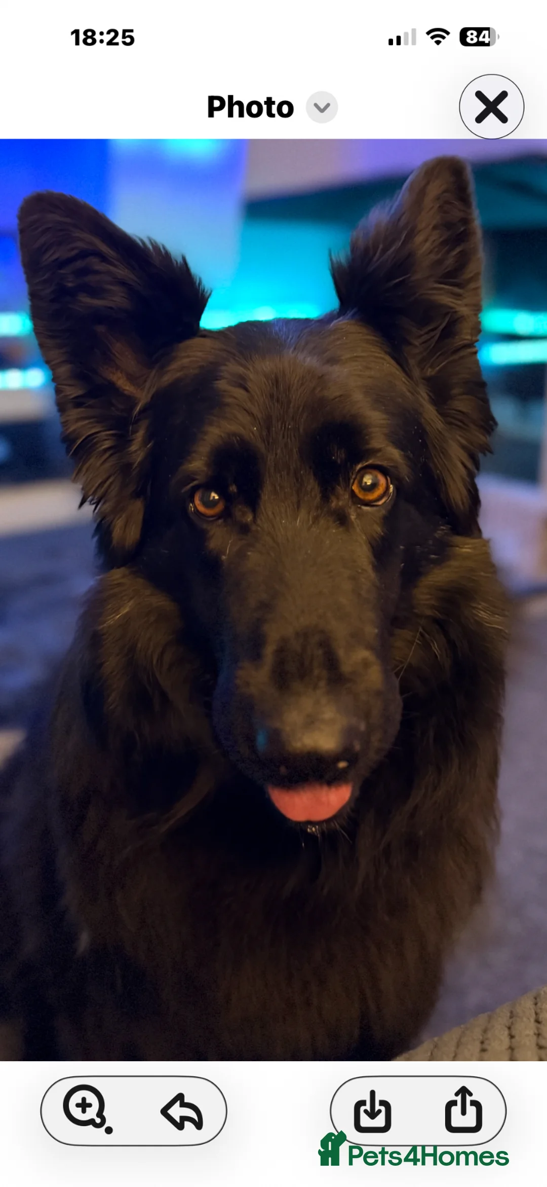 German Shepherd dogs for sale: German shepherd pups x8 for sale  in Hinckley - Advert 16