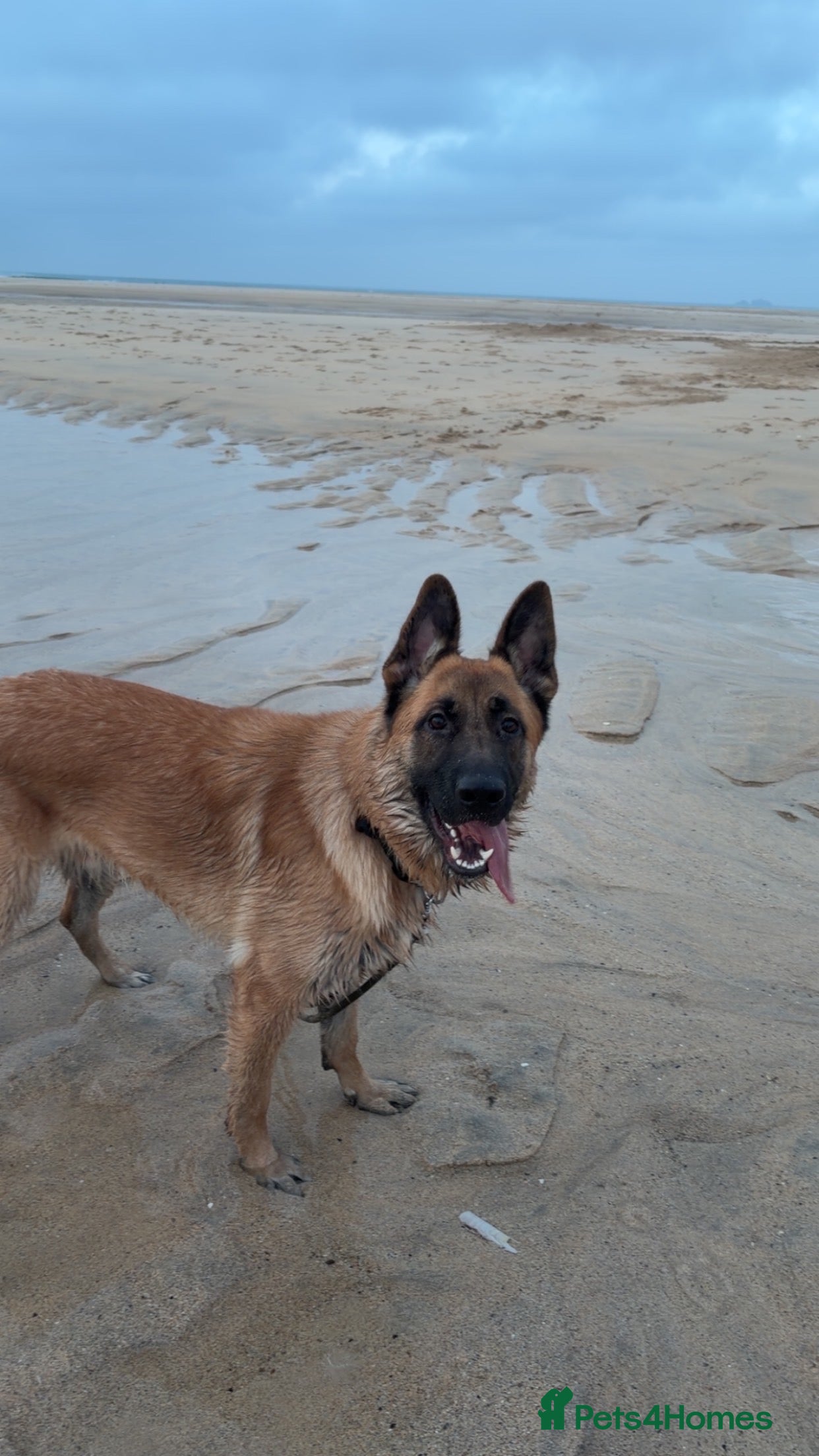German Shepherd dogs male German shepherd 9 months old.  in Hayle - Advert 4