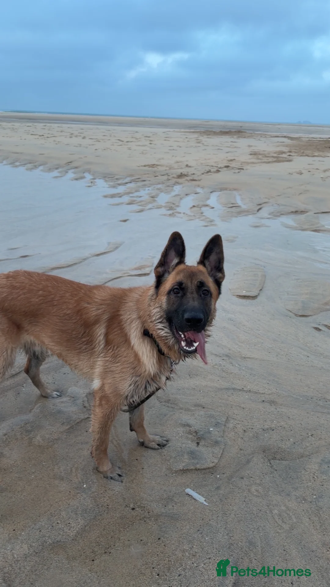 German Shepherd dogs for sale: male German shepherd 9 months old.  - Advert 1