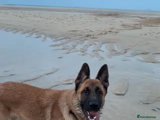 German Shepherd dogs male German shepherd 9 months old. in Hayle - Advert 4