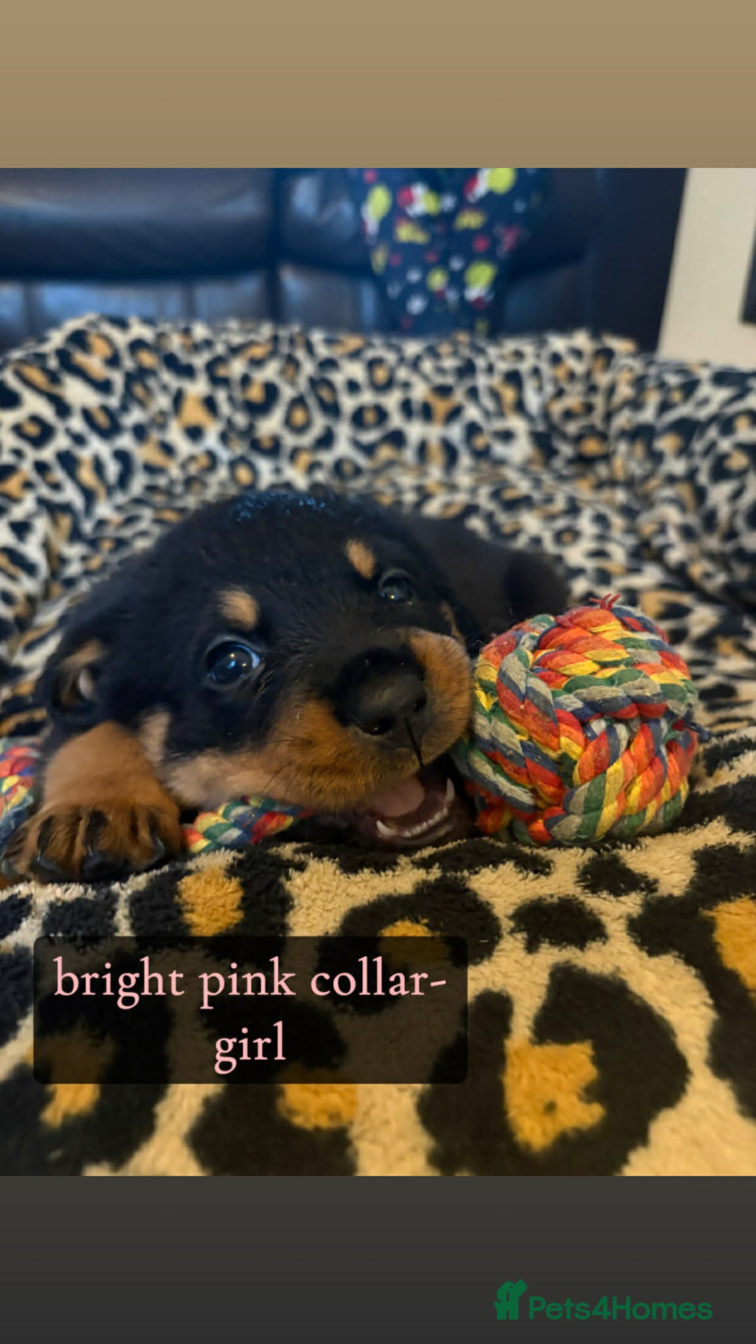 Rottweiler dogs for sale: Rottweiler Puppies  - Advert 7