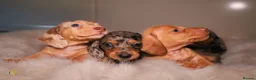 Miniature Dachshund dogs for sale: Beautiful Miniature Dachshunds in London - Advert 4