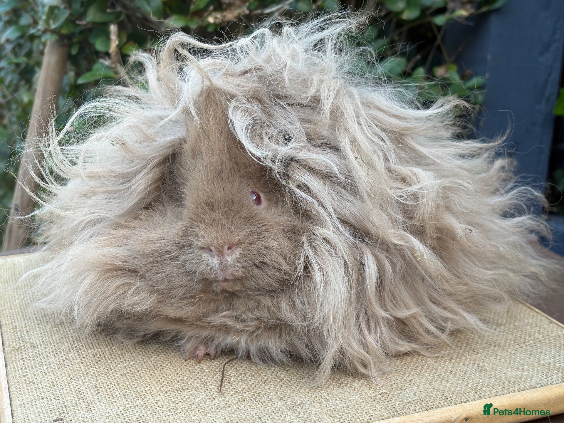 Guinea Pig rodents Purebred Lunkarya - Advert 1