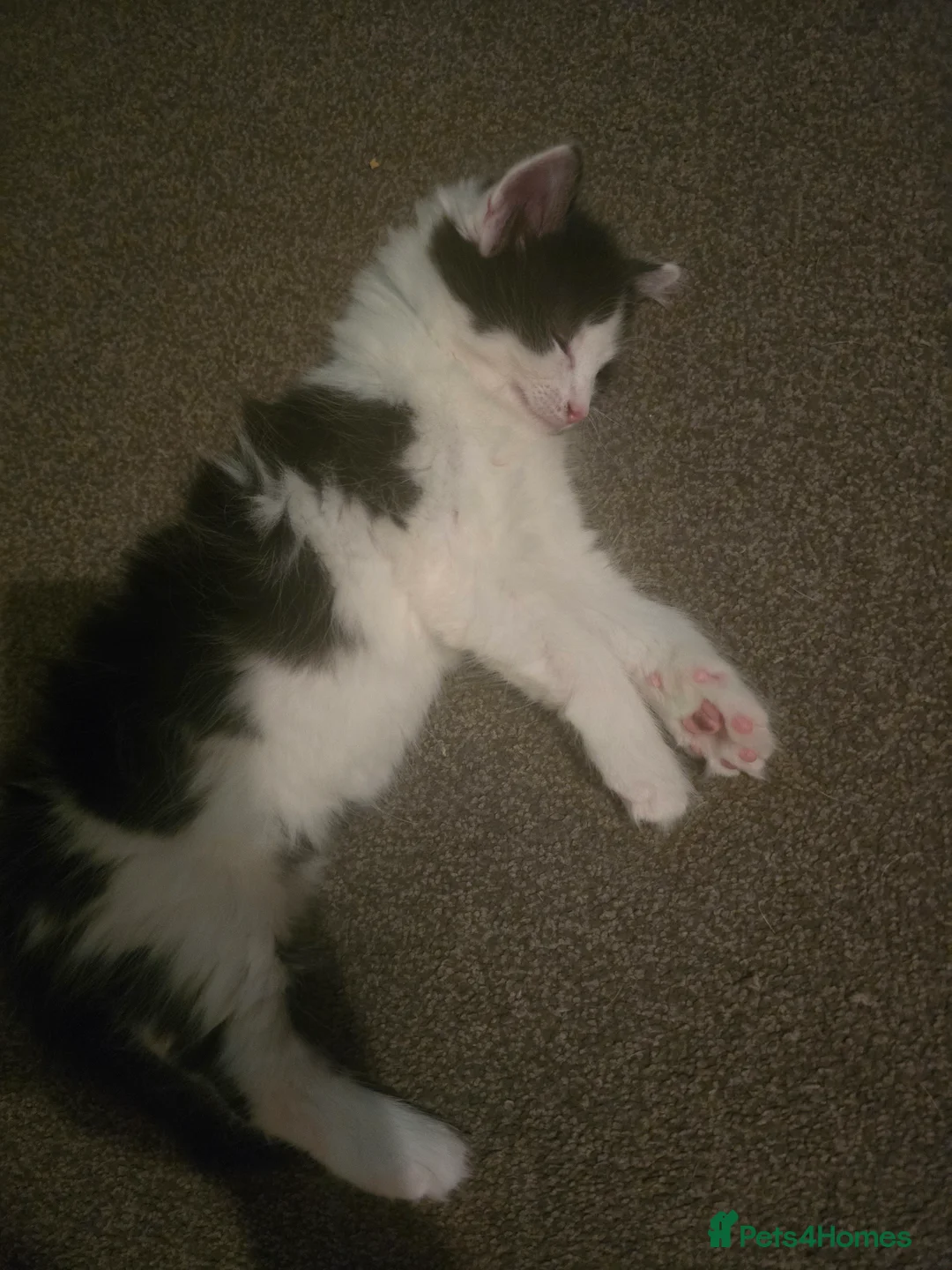 Mixed Breed cats for sale: X2 male kittens - Advert 6