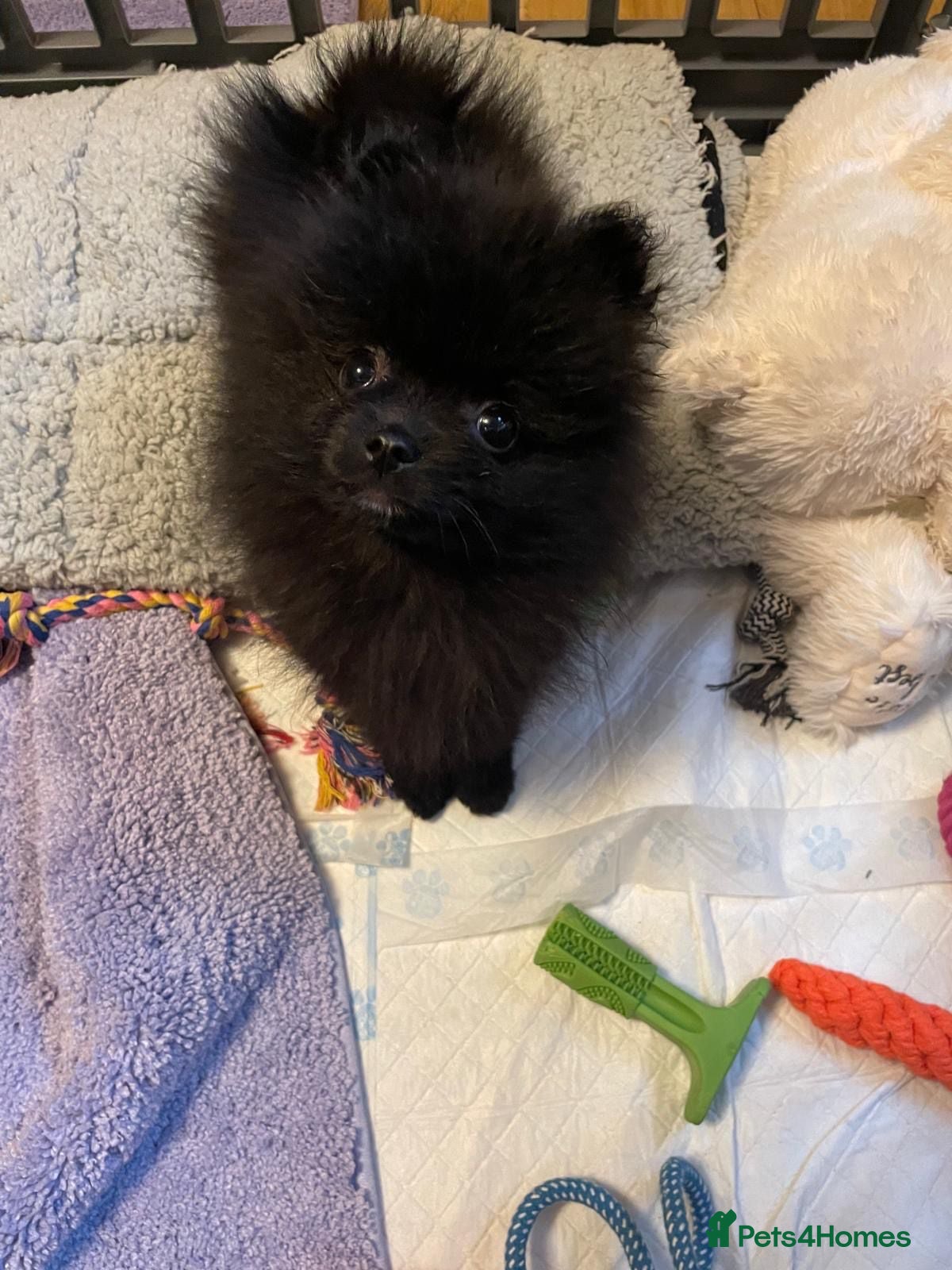 Pomchi dogs Beautiful pomeranian puppies  - Advert 1