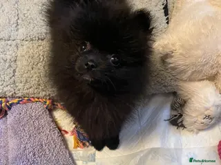 Pomchi dogs Beautiful pomeranian puppies - Advert 16