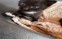 Mixed Breed cats for sale: Kittens for sale - Image 1