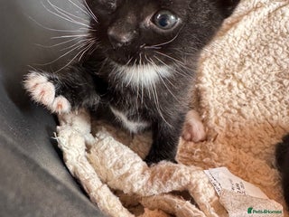 Mixed Breed cats - Advert 18