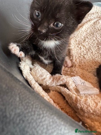 Mixed Breed cats - Advert 13