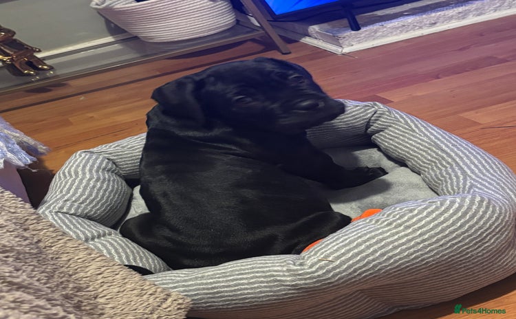 Cane Corso dogs - Advert 6