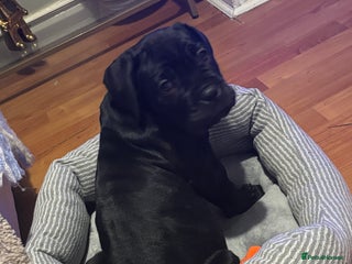 Cane Corso dogs for sale: 🐾‼️💕LAST GIRL💕‼️🐾 - Advert 1